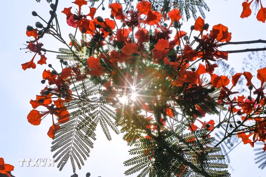 Flores de flamboyán brillan de color rojo bajo el sol abrasador al comienzo del verano. (Fuente: VNA)