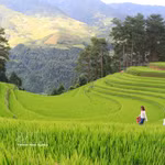 La belleza de los arrozales en terrazas de Mu Cang Chai
