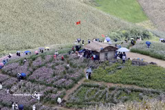 Numerosos habitantes y visitantes de Vietnam y Laos participan en las actividades culturales, deportivas y turísticas en la comuna de Long Sap, provincia de Son La. (Foto: VNA)