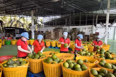 Procesamiento de pomelos para exportación en la fábrica de envasado de Kim Thanh, en la comuna de Giao Long, provincia de Vinh Long. (Foto: VNA)