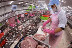 Procesamiento de pescado Tra para la exportación (Foto: VNA)