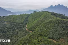 Vietnam recibirá 5 millones de dólares adicionales por venta de créditos de carbono forestal (Foto: VNA)