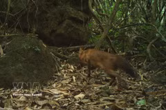 Una imagen capturada por el sistema de cámaras trampa de un dole en la Reserva Natural de Pu Hoat, en la provincia central de Nghe An. (Foto: VNA)