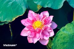 Flores de loto del Lago Oeste exhiben una belleza pura en el corazón de Hanoi