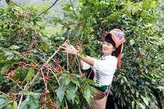 Cosecha de café en la provincia de Son La (Foto: VNA)