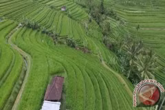 Arrozales en Bali (Foto: Antara)