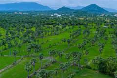 Las palmas Thot Not en la provincia de An Giang (Foto: VNA)