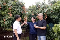 Los turistas disfrutan de los lichis en el jardín. (Foto: VNA)