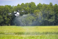 Un vehículo aéreo no tripulado rocía pesticidas en campos arroceros de la comuna de Hoa Hoi, provincia de Tay Ninh. (Foto: VNA)