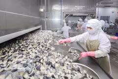 Línea de procesamiento en la corporación de desarrollo de la pesca costera Cofidec, en Ciudad Ho Chi Minh. (Foto: VNA)