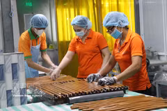 Trabajadores de la empresa Cau Ke (Vicosap), en la comuna de Tam Ngai, provincia de Vinh Long, procesan productos derivados del macapuno. (Foto: VNA)