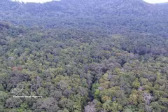 Bosque natural del Parque Nacional Bu Gia Map, ciudad de Dong Nai. (Foto: VNA)