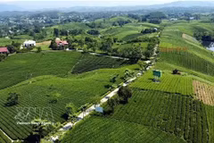 Pintorescas colinas de té en la provincia vietnamita de Thai Nguyen