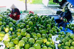 Pomelos para exportación (Foto: VNA)
