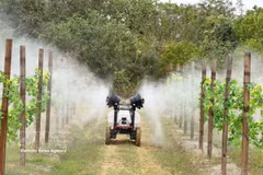 Modelo agrícola de alta tecnología en la provincia china de Guangdong. (Foto: VNA)