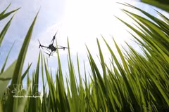 Aplicación de drones en la siembra, la fertilización y la fumigación con pesticidas. (Foto: VNA)