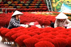 La aldea de Quang Phu Cau se dedica al oficio tradicional de elaboración de inciensos. (Foto: VNA)