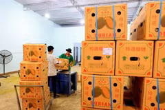 Cajas de durián vietnamitas para enviar a China (Foto: VNA)