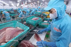 Procesamiento de pescado Tra (pangasius) para exportación (Foto: VNA)