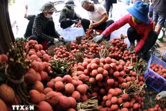 Clasificación y envasado de lichis para exportación en la zona de cultivo de Luc Ngan, provincia de Bac Ninh. (Foto: VNA)