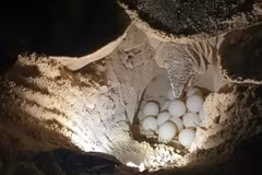 Las autoridades del Parque Nacional Con Dao llevaron nidos de huevos de tortuga al lugar de incubación. (Foto: sggp.org.vn)