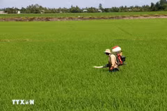 Agricultores cuidan cultivos de arroz en la ciudad de Can Tho. (Foto: VNA)
