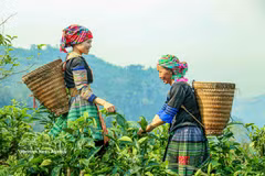 El té Shan Tuyet: de tradición local a marca nacional de Vietnam