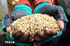 Cosecha de arroz en un campo de Java Central, Indonesia. (Foto: Xinhua/VNA)