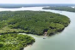 El bosque de manglares de Can Gio, un ecosistema vital para la absorción de carbono, ayuda a generar créditos de carbono para apoyar el funcionamiento de dicho mercado en Vietnam. (Foto: VNA)