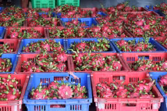 Pitahayas vietnamitas para exportación (Foto: VNA)