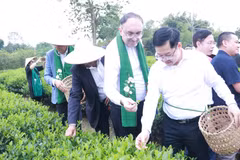La delegación participa en la recolección de té en la Cooperativa de Té y Turismo Comunitario Tien Yen. (Foto: thainguyen.gov.vn)