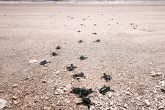 Las crías de tortuga regresan al mar en el Parque Nacional Nui Chua (comuna de Vinh Hai, provincia de Khanh Hoa) (Foto: VNA)