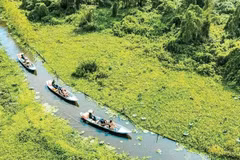 Turistas visitan el bosque de melaleucas de Tra Su, provincia de An Giang. (Foto: Zona turística de Tra Su)
