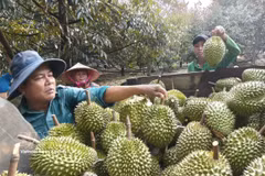 Vietnam iniciará las exportaciones oficiales del durán a la India a partir de julio, lo que abriría una vía clave para la diversificación de mercados. (Foto: VNA)