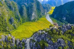 Encanto de la temporada de cosecha de arroz en Tam Coc