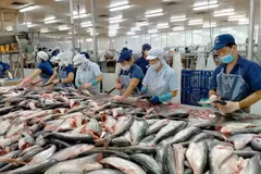 Procesamiento de pescado Tra para la exportación (Foto: VNA)