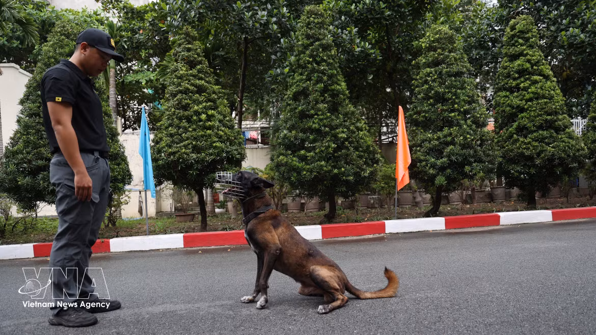 Los silenciosos "agentes de cuatro patas" de la protección de seguridad