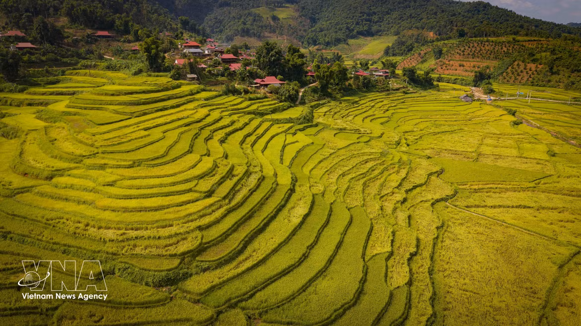 La temporada dorada en el valle de Chieng Sinh