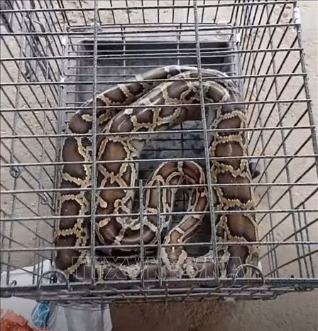 Una pitón reticulada (Fuente:VNA)