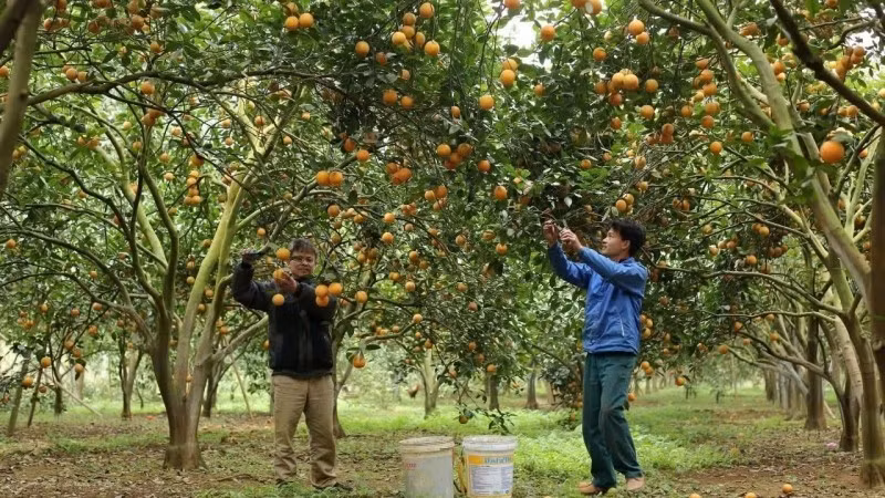 En cultivo de naranja. (Fuetne: VNA)
