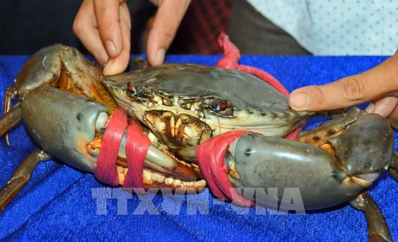 El cangrejo Mud en el país oceánico tiene un precio elevado pero carece de la característica cantidad de coral del cangrejo vietnamita de Ca Mau. (Fuente: VNA)