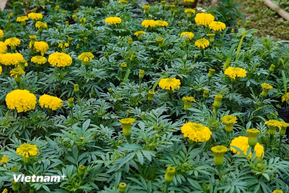 Las caléndulas también son un artículo popular en el Año Nuevo Lunar porque, según las creencias vietnamitas, esta flor trae suerte, prosperidad y longevidad a la familia. (Foto: Vietnam+)