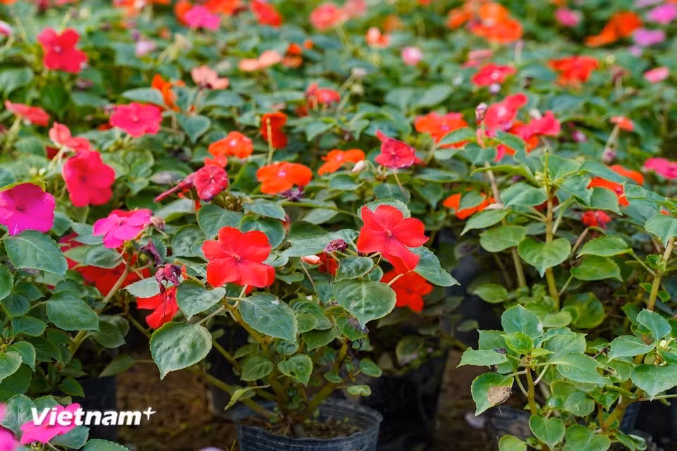 Muchos hogares cultivan “alegría del hogar” (Impatiens walleriana) en pequeñas macetas con tierra. Con un precio popular, este es un producto que "atrae clientes" cada festividad del Tet. Esta flor también significa que traerá buena suerte al propietario. (Foto: Vietnam+)