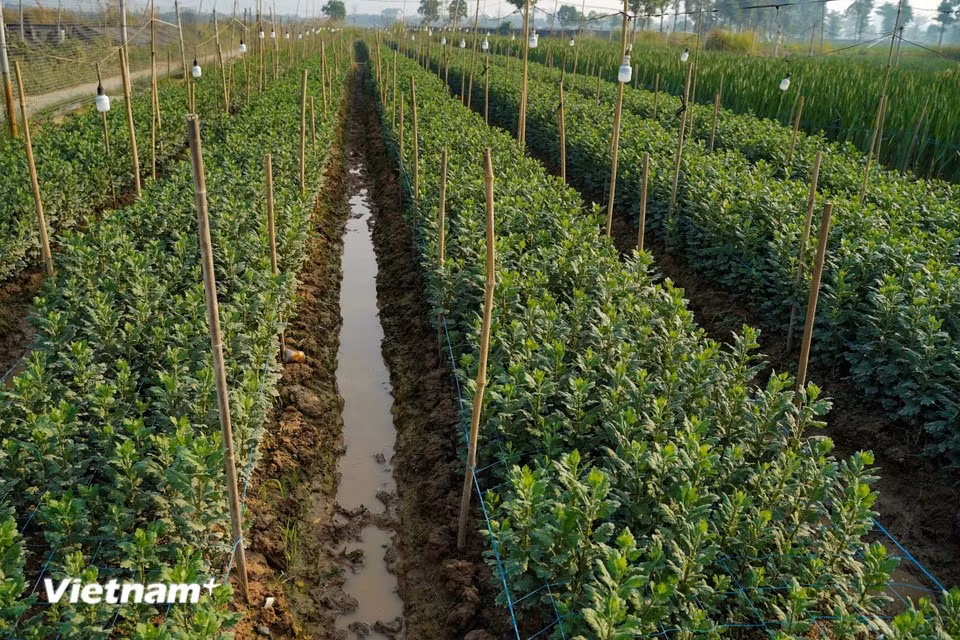 Después del tifón Yagi, muchos hogares eligieron variedades de plantas de corto plazo para cultivar; los crisantemos amarillos tienen un ciclo de cosecha de tres meses para servir al mercado en esta festividad del Tet. (Foto: Vietnam+)