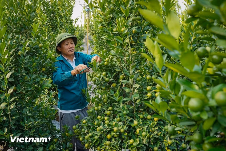 Además de especializarse en el cultivo de flores, la gente aquí también siembra árboles para el Tet como kumquats, melocotones y pomelos. (Foto: Vietnam+)