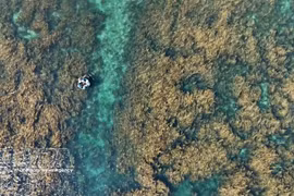 Quang Ngai refuerza protección de los ecosistemas de sargazo
