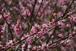 Flores de durazno, una decoración tradicional del Año Nuevo vietnamita