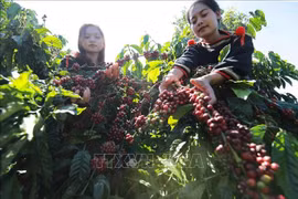 Cosecha de cafén en la provincia de Buon Ma Thuot. (Foto: VNA)