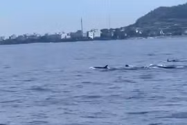 Una manada de delfines nada cerca de la isla de Ly Son, en la provincia de Quang Ngai. (Foto: Captura de pantalla del video)