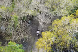 Bosque de manglares de Ru Cha se viste de otoño